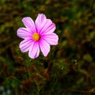 Cosmea