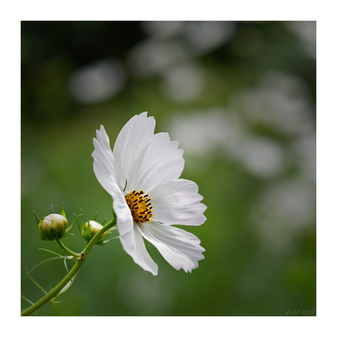 Cosmea