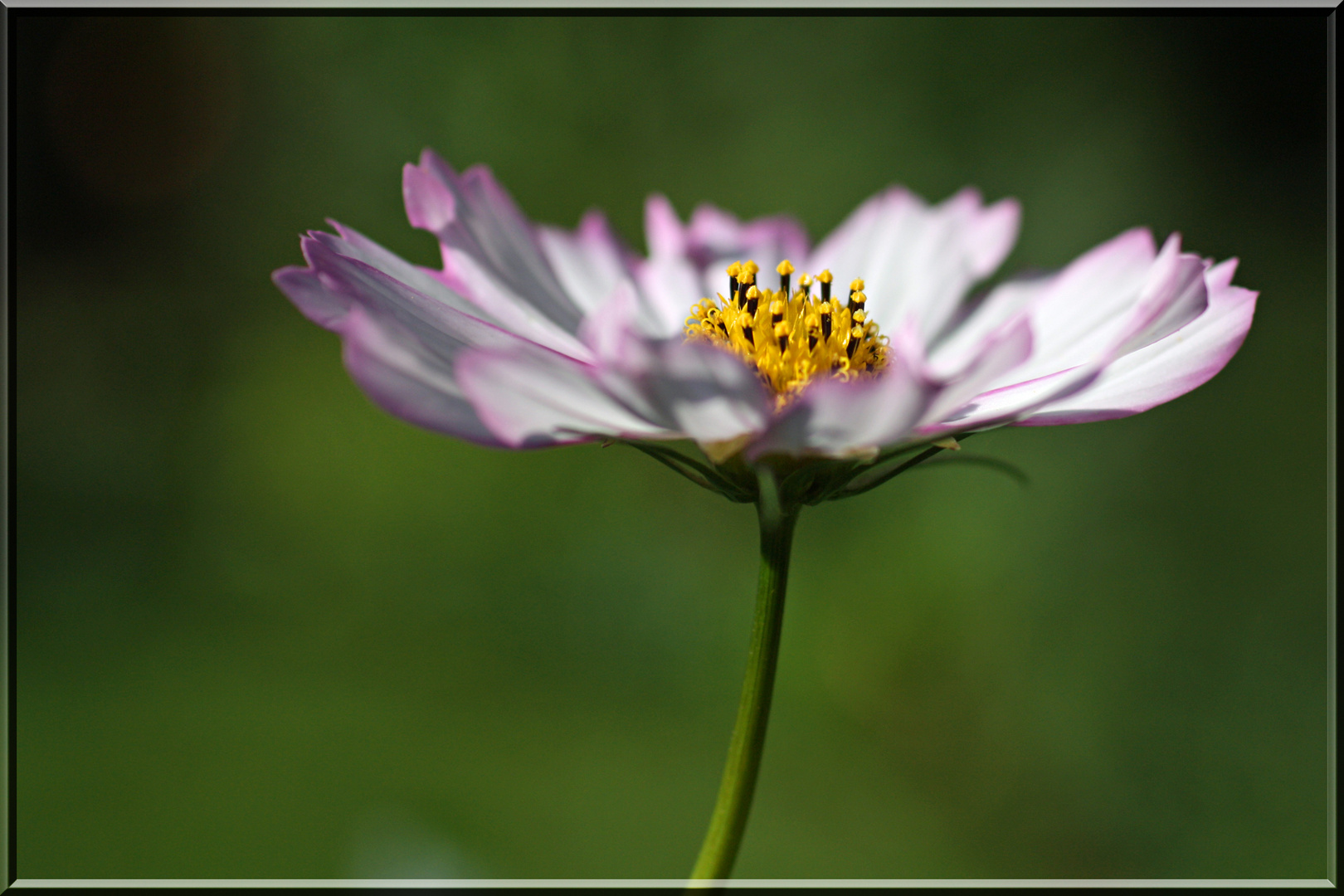 Cosmea