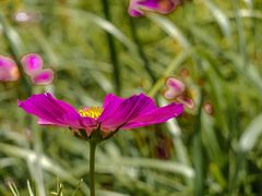 Cosmea