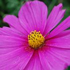 Cosmea