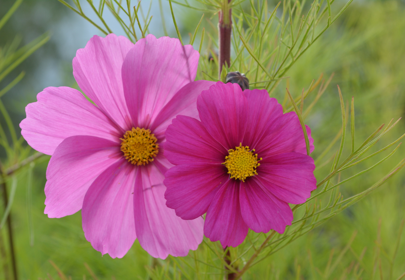 cosmea