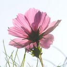 Cosmea