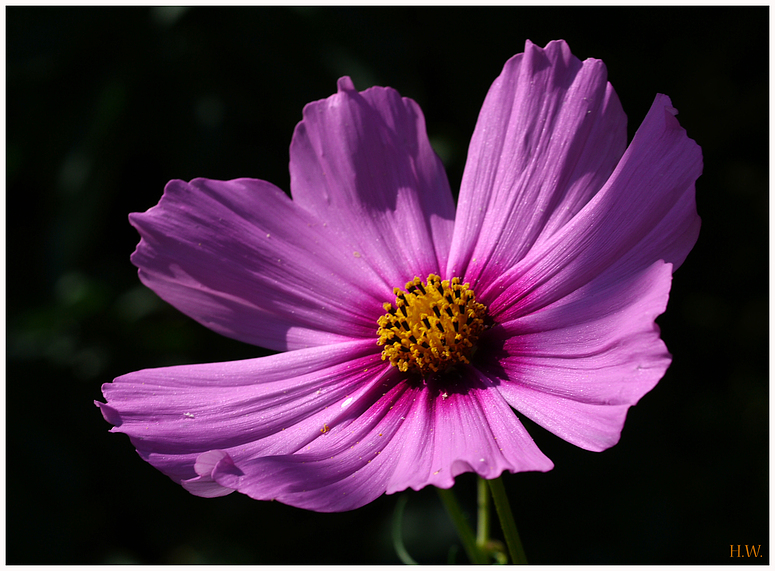 Cosmea