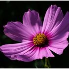 Cosmea