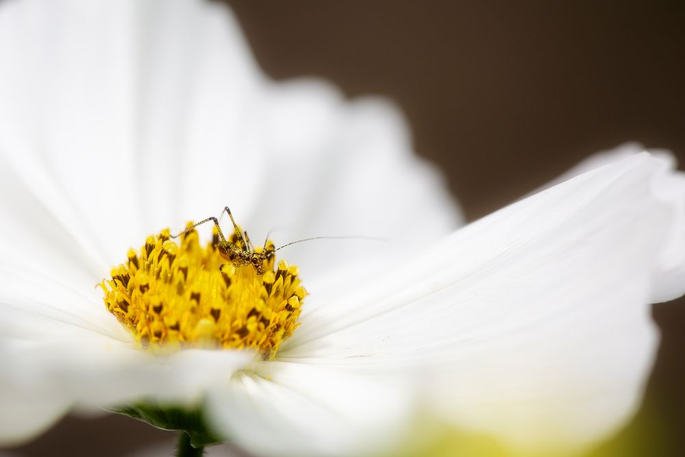 ... Cosmea ...