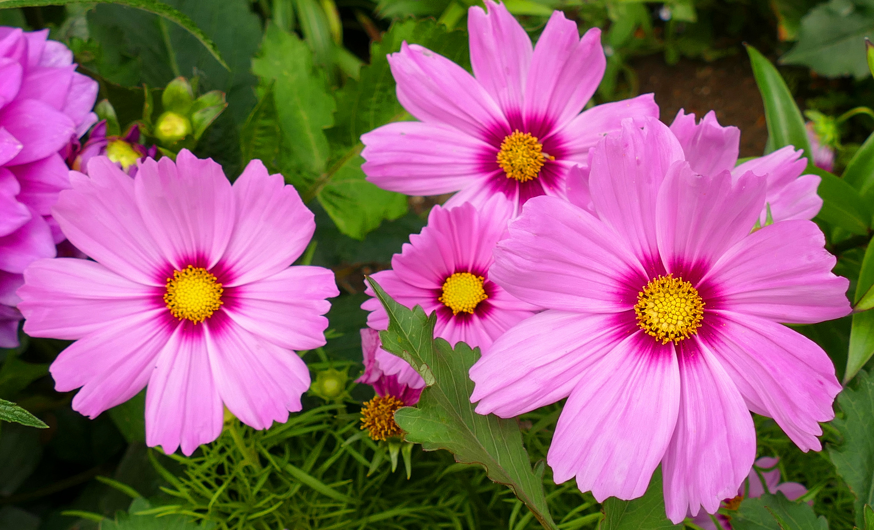 Cosmea