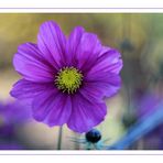 Cosmea...