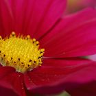 Cosmea