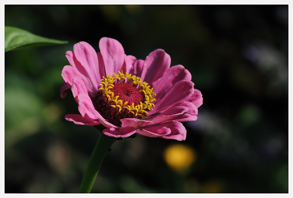 Cosmea