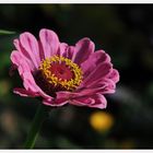 Cosmea