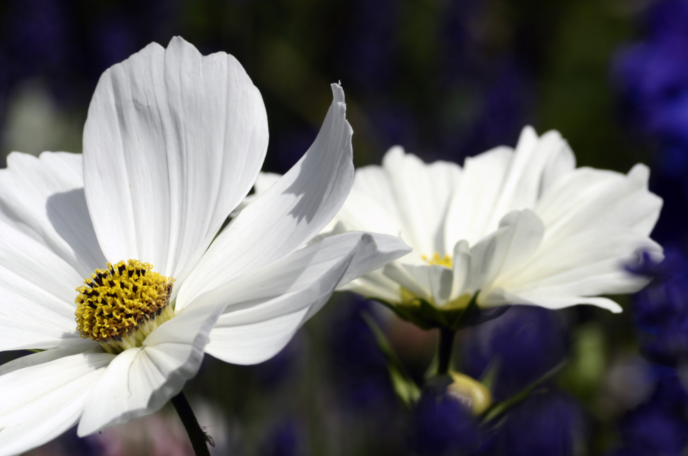 Cosmea