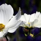 Cosmea