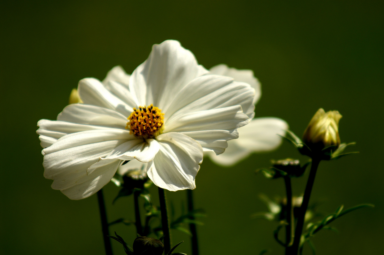 Cosmea