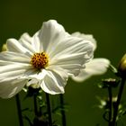 Cosmea