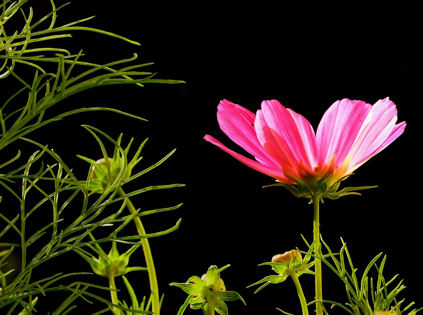 Cosmea