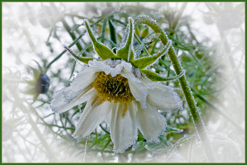 Cosmea ....