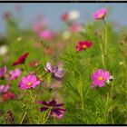 Cosmea