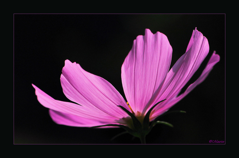 Cosmea...