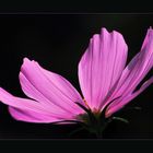 Cosmea...