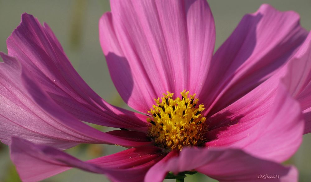 COSMEA