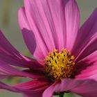 COSMEA