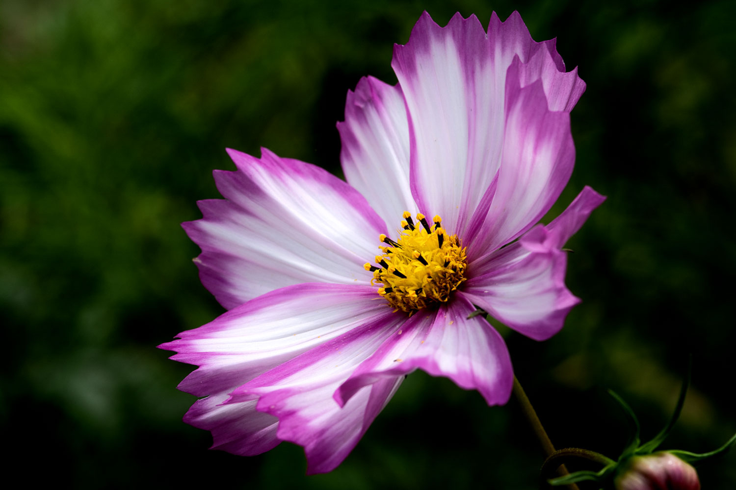 Cosmea