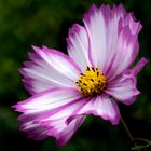 Cosmea