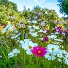 Cosmea