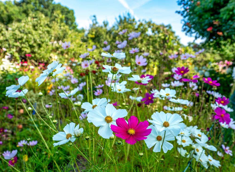 Cosmea