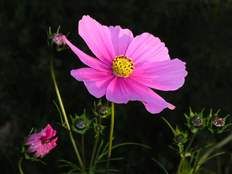 Cosmea