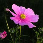 Cosmea