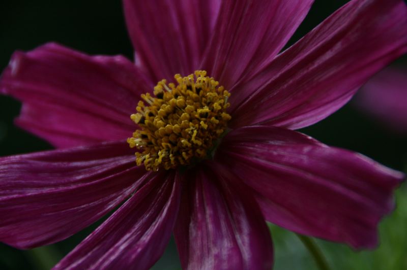 Cosmea