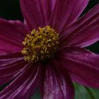 Cosmea