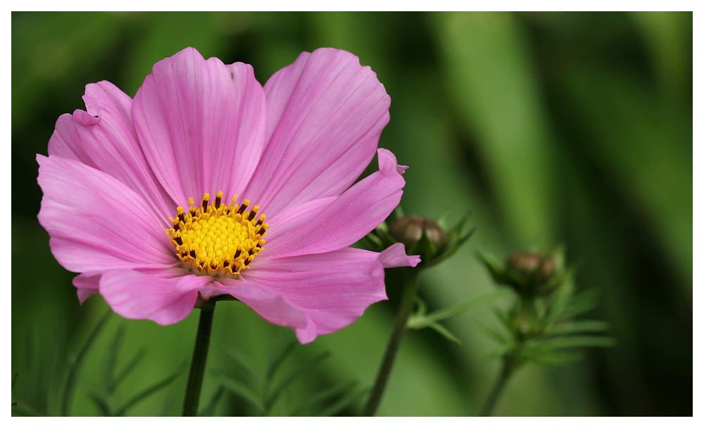 Cosmea