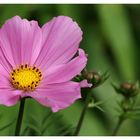 Cosmea