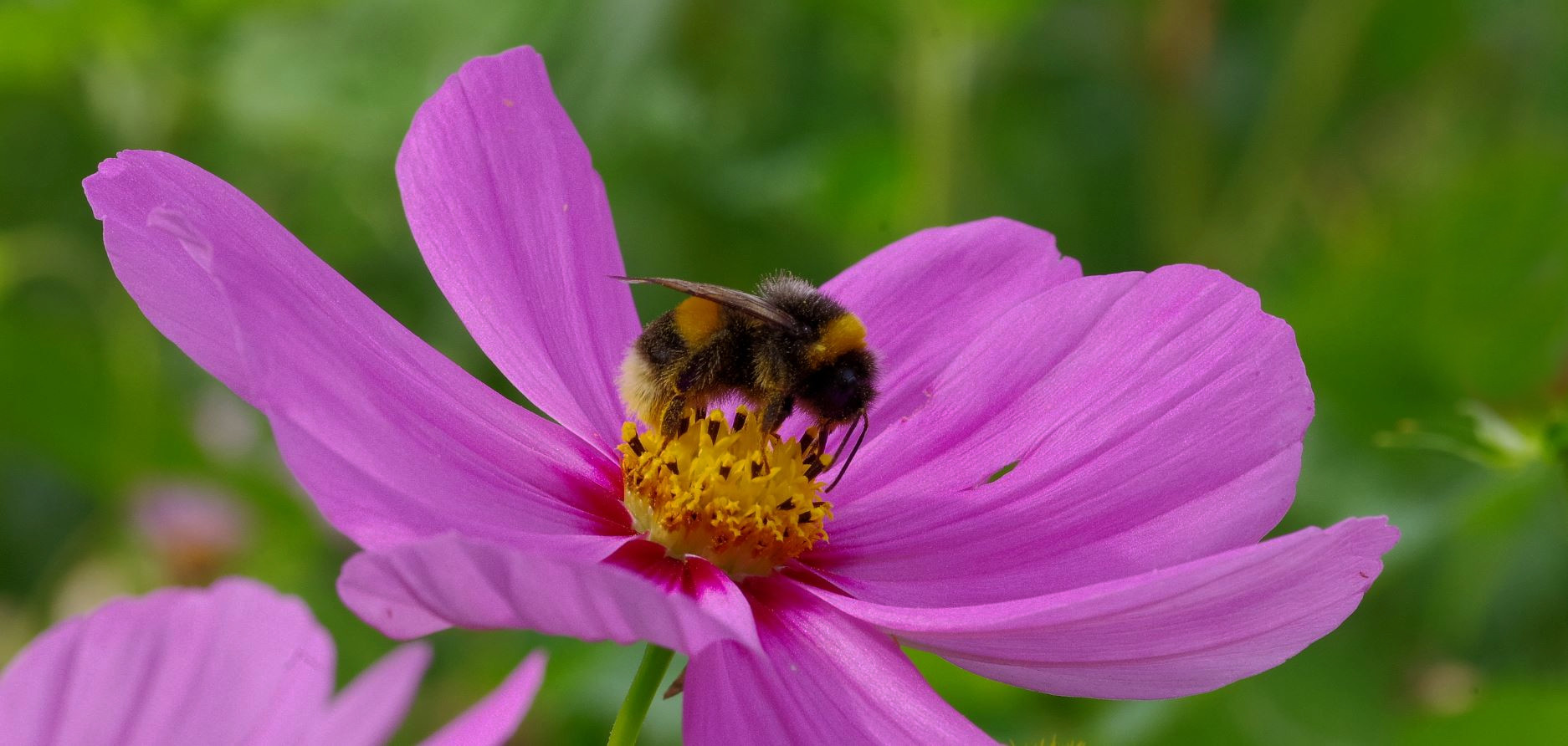 Cosmea