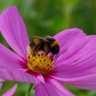 Cosmea