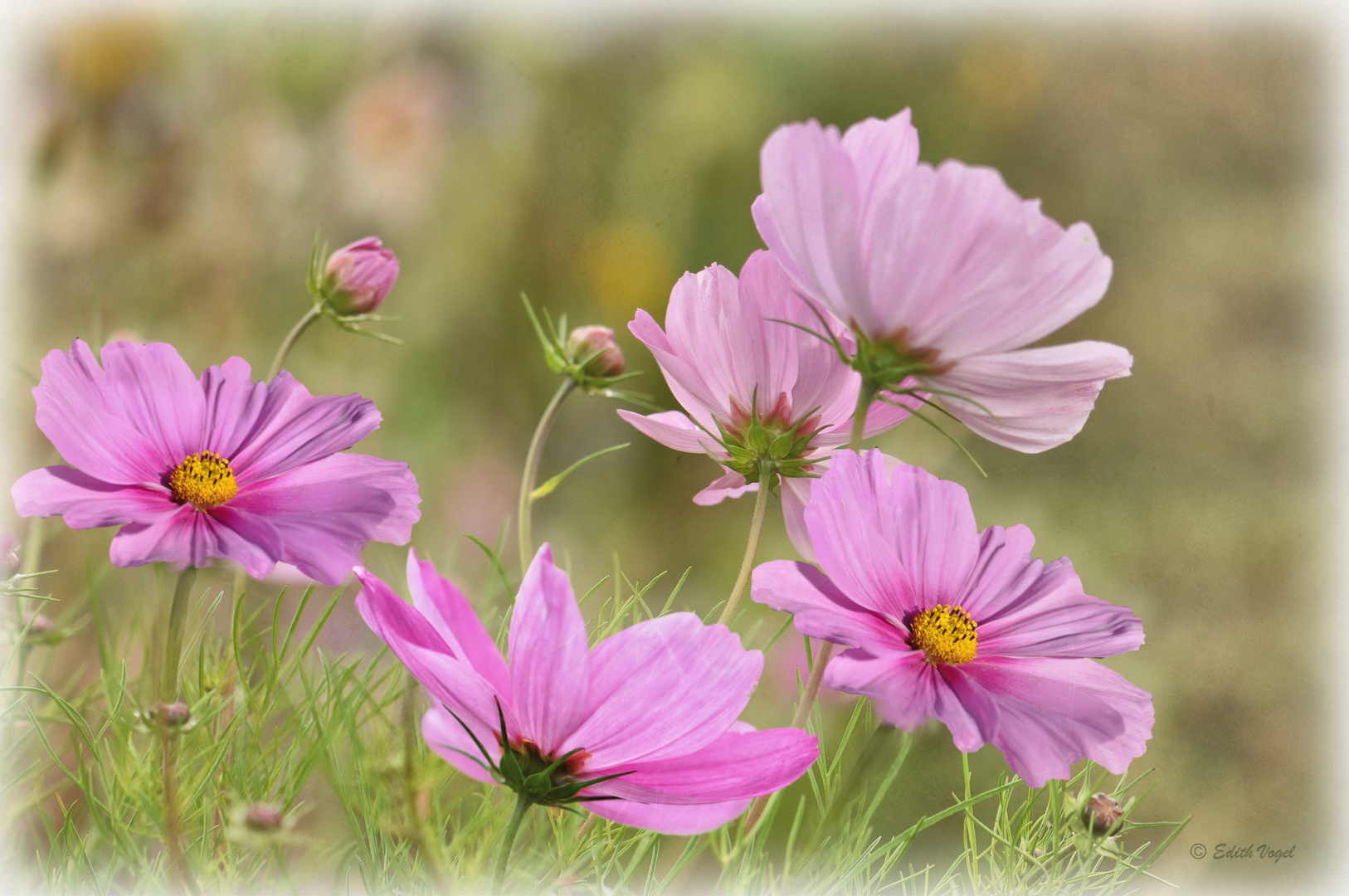 Cosmea..