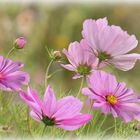 Cosmea..