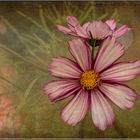 Cosmea