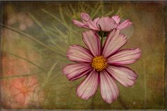 Cosmea