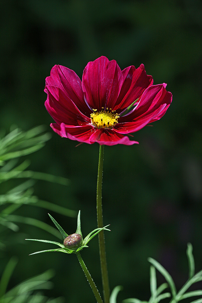 Cosmea