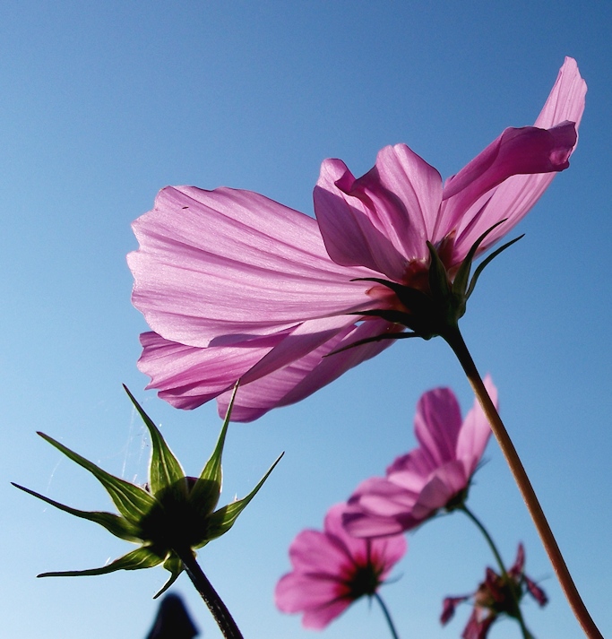 Cosmea