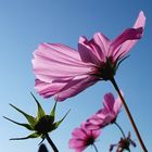 Cosmea