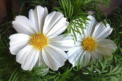 Cosmea