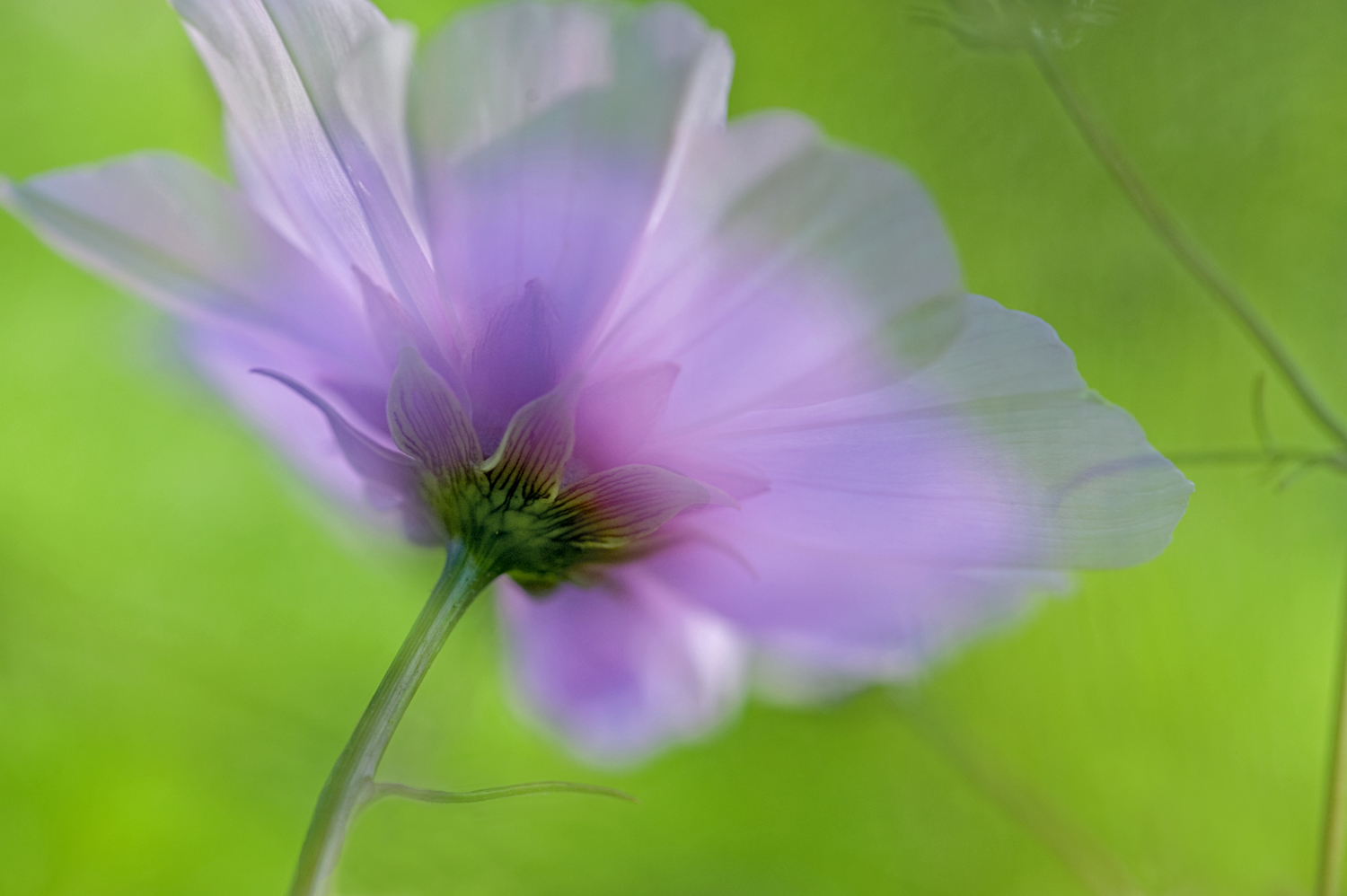 Cosmea