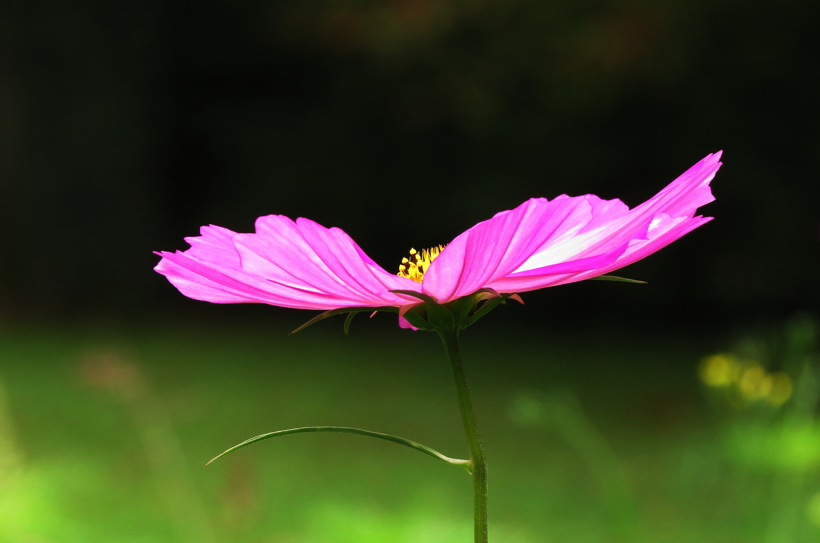 Cosmea