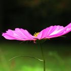 Cosmea