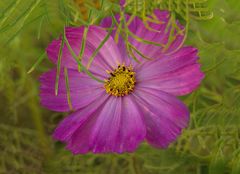 Cosmea   